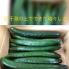 【九州からお届け！】新鮮キュウリ