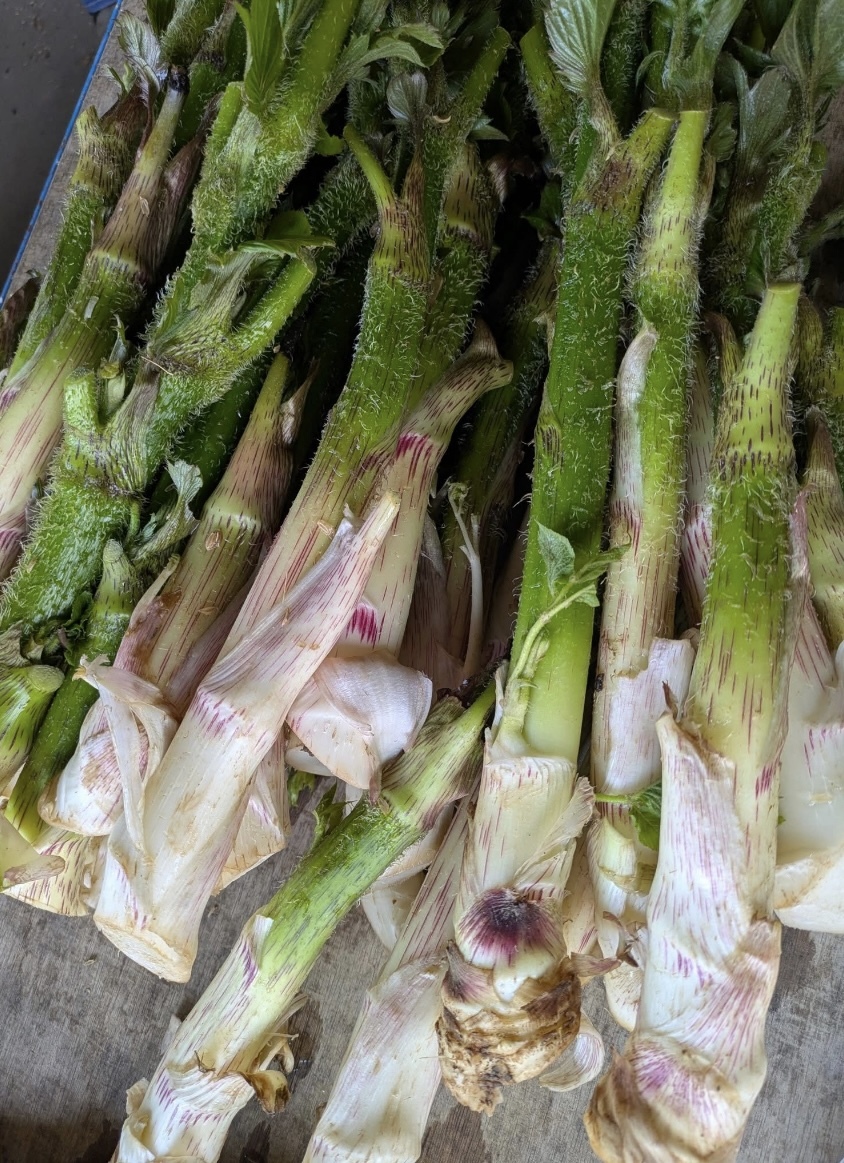 旬の山菜"山ウド"✨ホロ苦シャキシャキな味と香り 山うど約1.8kg