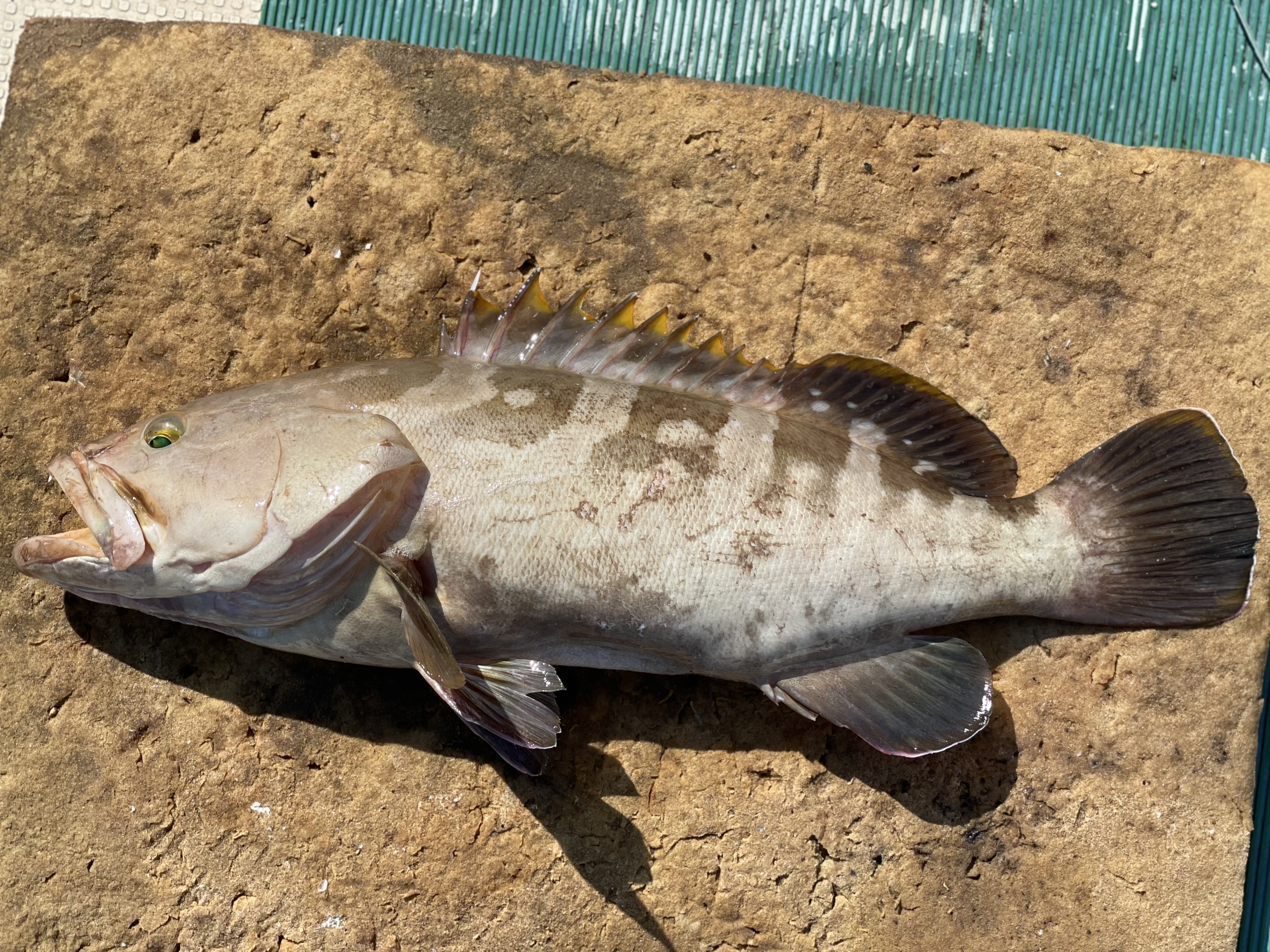 松島産 延縄漁で釣ったクエ 3 4kg 農家漁師から産地直送の通販 ポケットマルシェ