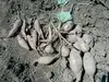 無肥料無農薬栽培の安納芋