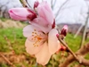 y8【職人技】『年間60品種の桃を栽培』【ポケマル夏ギフト】