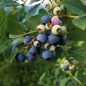 ≪生食用≫《自然栽培》完熟ブルーベリー　ハイブッシュ系