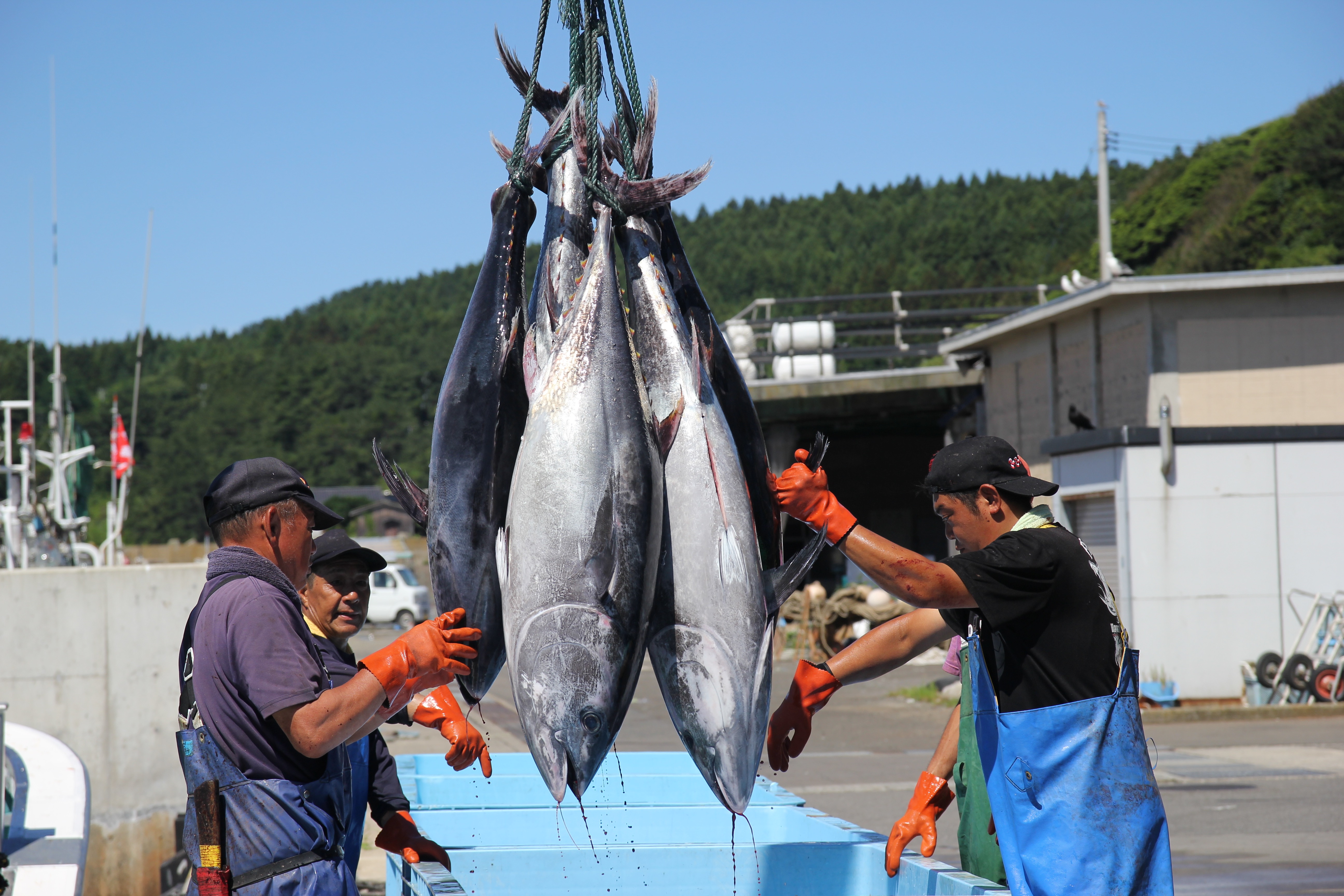 クロマグロ漁獲量の問題がニュースに 水産資源の保護に取り組む漁師さんからマグロを買おう 農家漁師から産地直送の通販 ポケットマルシェ