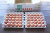 河内山養鶏場の卵（Mサイズ5０個）
