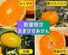 10月中旬～『旬の贈り物　極早生みかん』