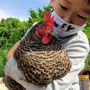 岡崎おうはんの卵【半放し飼い有精卵】