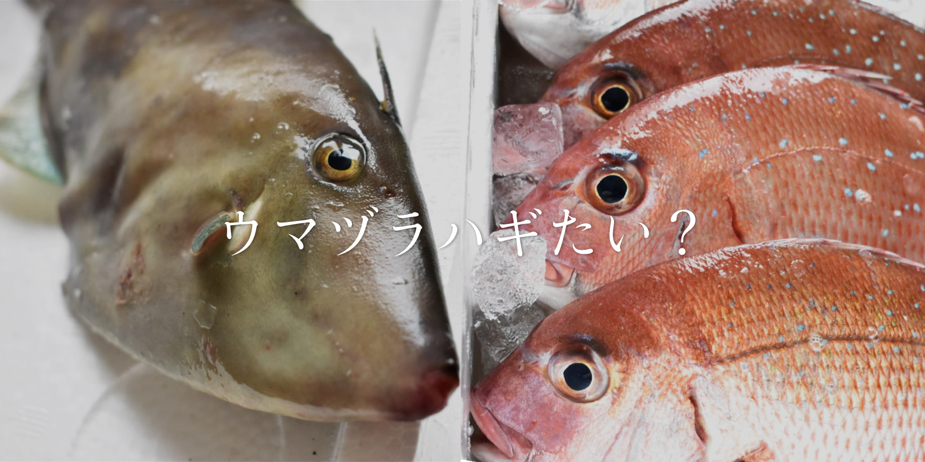 お魚が脱いだ 塩焼きから肝醤油まで 秋田の鮮魚三種を食べ比べ 農家漁師から産地直送の通販 ポケットマルシェ