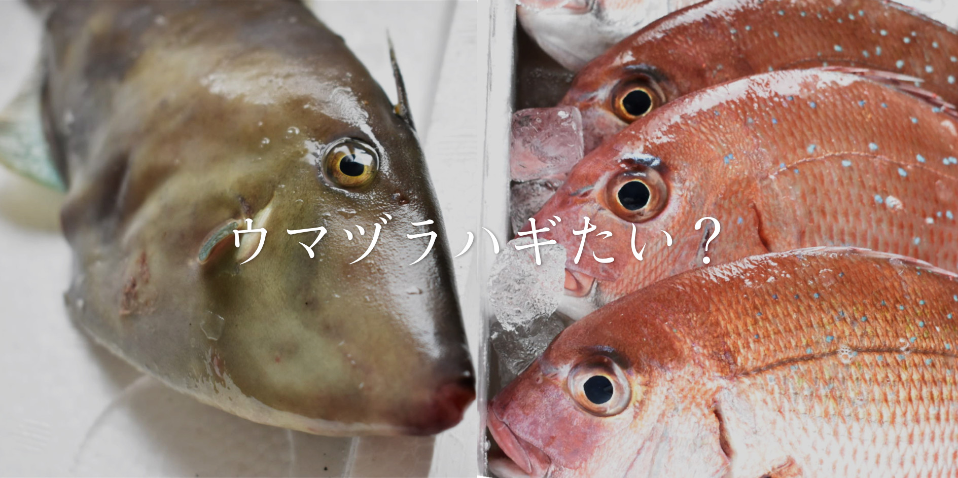 お魚が脱いだ 塩焼きから肝醤油まで 秋田の鮮魚三種を食べ比べ 農家漁師直送のポケットマルシェ