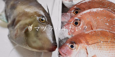 【お魚が脱いだ】塩焼きから肝醤油まで、秋田の鮮魚三種を食べ比べ！
