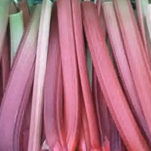 信州産　赤いルバーブ　/暗室栽培　4月限定