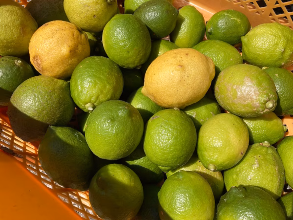 グリーンとイエローのミックスカラーのレモン　農薬不使用