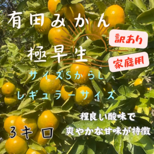 有田みかん　みかん　極早生　サイズSからL 訳あり　和歌山県有田　中身は美味