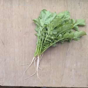 瑞々しい　大根菜　500g〜