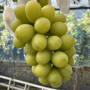 タンポポ農園のシャイン（岡山シャマス）4.2kg以上