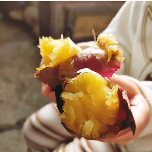 【春の福袋】熟成シルクスイート  形不揃い約10kg【特別価格】