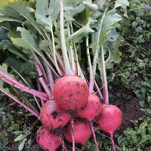 サラダカブ　もものすけ　農薬・除草剤・化学肥料不使用栽培