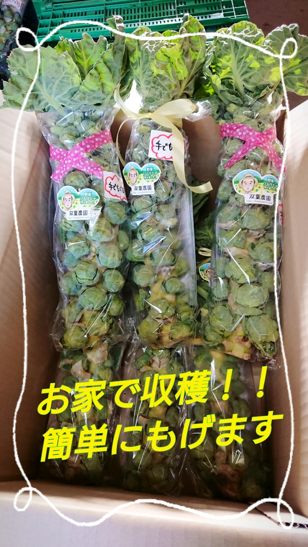 1月発【早得♪ every に出演】株ごと芽キャベツ“ なぜ、この量でこの価格？