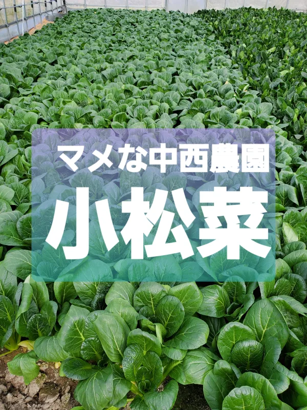 葉物野菜の美味しい季節。京小松菜。年間スケジュール付き