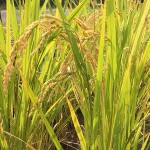2019年産新米 棚田米 玄米10キロ