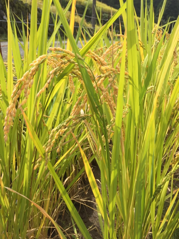 2019年産新米 棚田米 玄米10キロ