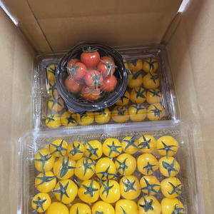 【数量限定】トマト農家が大好きなイエロープチぷよ