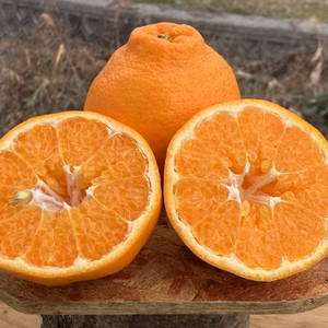 超大玉はるみ