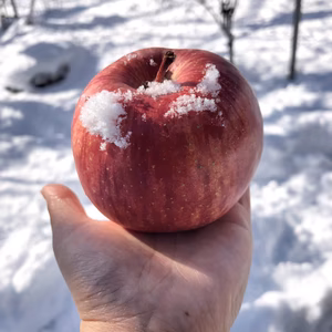 今期ラスト❗️自慢の雪んこりんご約4.5キロ