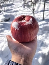 予約商品　12月中旬以降　自慢の雪んこりんご約4.5キロ