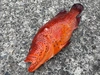 【魚突き】鹿児島県竹島のユカタハタ1.0kg 鱗、内臓処理済み