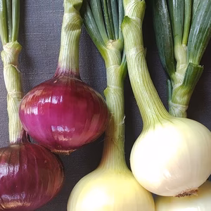 自然農法　紅白玉ネギ