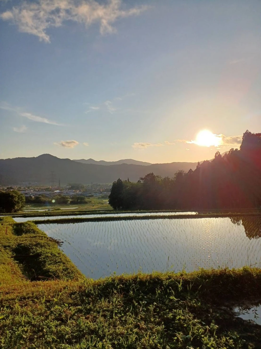 ササニシキ　農薬不使用　有機肥料使用　２０２３年産　有機ＪＡＳ　