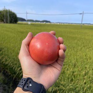〜追熟を楽しむ〜朝採れ！大玉トマト 約2.0kg【千葉県旭市産】