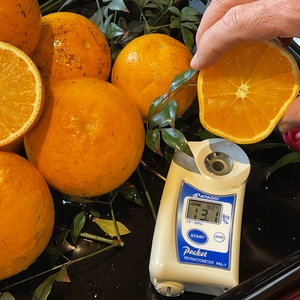 【福袋2024】ブラッドオレンジ(タロッコ) B級へた取れジャム用無農薬　