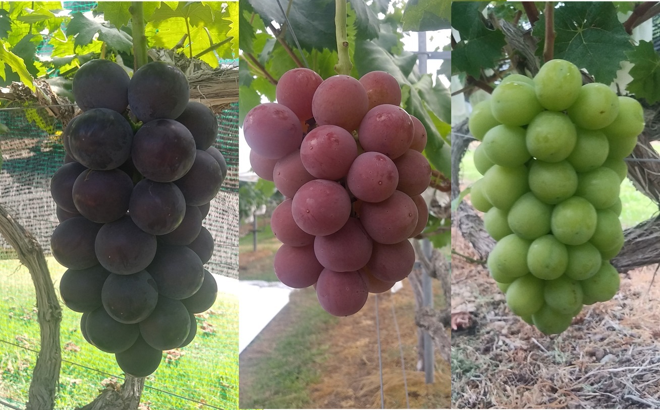 果物の産直通販・お取り寄せ商品｜ポケットマルシェ｜産地直送で旬の