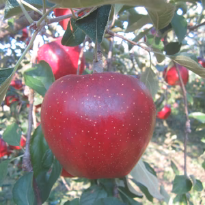 　「秋映　あきばえ」濃い味りんご　秋ギフトご贈答用　ご好評販売中　