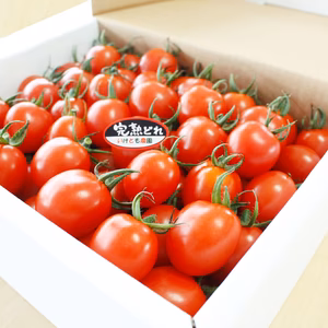 『もはや！フルーツ』完熟どれ 1.8kg×1箱　高糖度ミニトマト　無選別