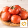 【あいちの伝統野菜】ファーストトマト　今や幻！バランス絶妙な極上トマト