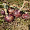 農薬・除草剤不使用　愛媛県産　赤玉ねぎ(5～10kg)