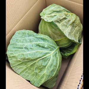 やわらかい食感が最高！朝採れ春キャベツ