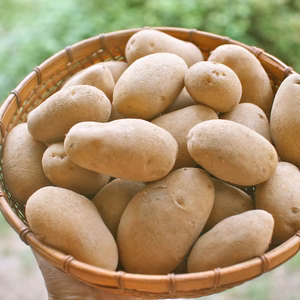 山プレミアム　農薬不使用　無施肥栽培ジャガイモ　メークイン