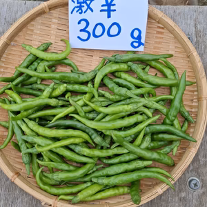 訳あり！！ガツンと辛い「激辛青唐辛子2025新物」