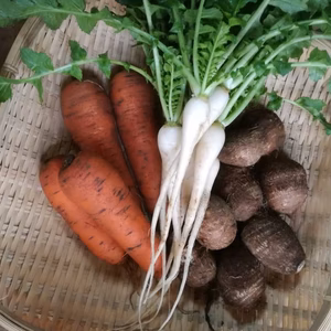 根菜3種セット