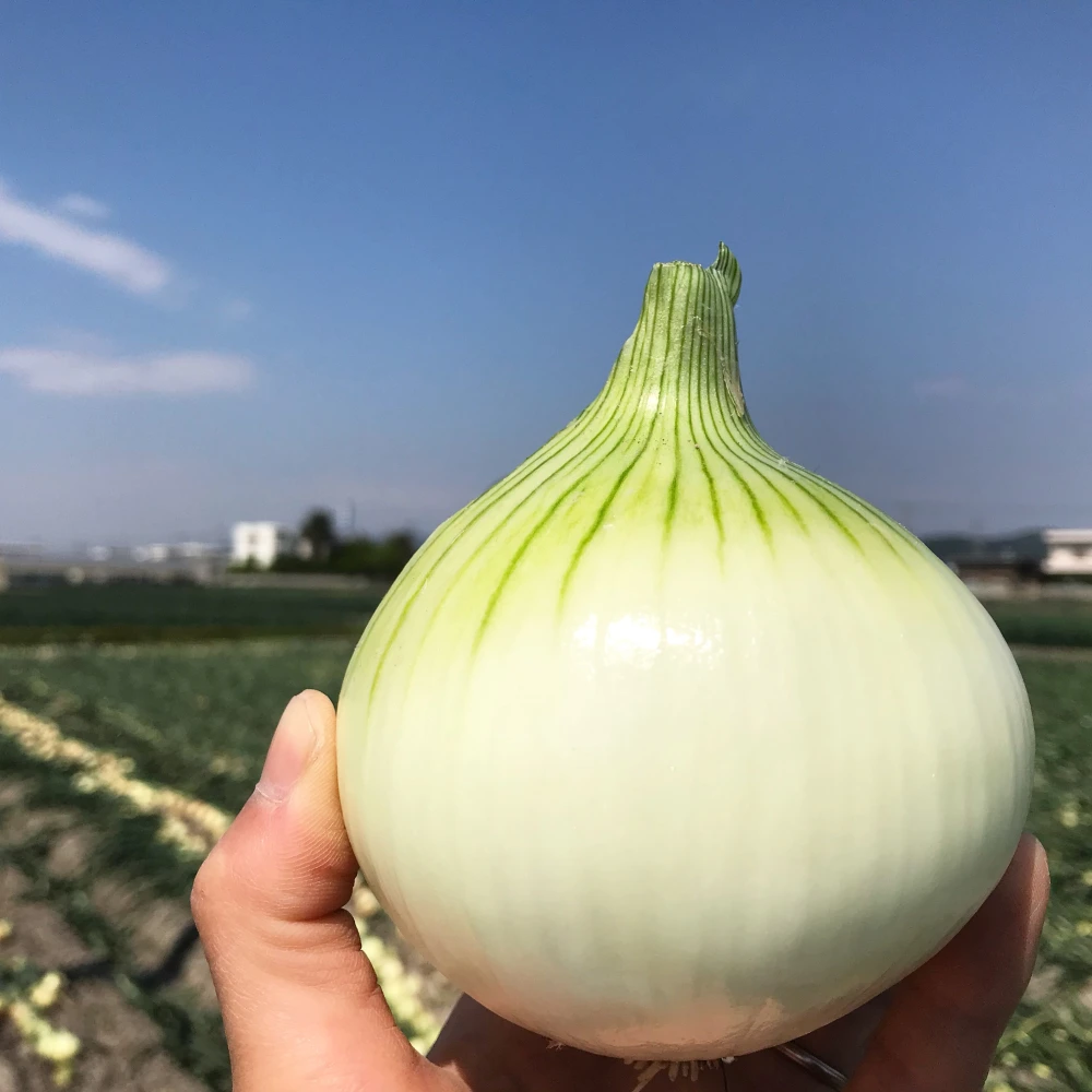 【ちょぴり訳あり】子どもたちが丸ごと食べちゃう♪春の新たまねぎ