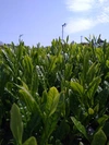 【ポケマル便でお届け☆】永田農園の荒茶造り 500ｇ×1個～