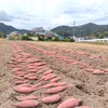 【訳あり品】冷凍焼き芋（大分県産あまはづき使用・冷凍便）