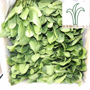 特別栽培作物ほうれん草 5kg〈静岡県産〉新菜園