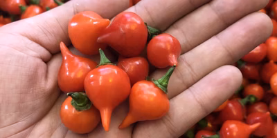 辛さ色々。見た目も色々。奥深き唐辛子のたしなみ