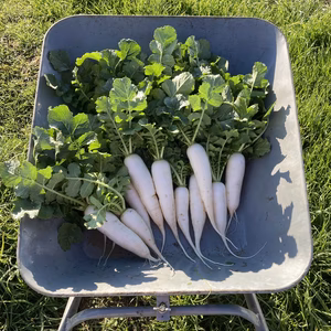 葉付き大根4キロ❗️送料無料