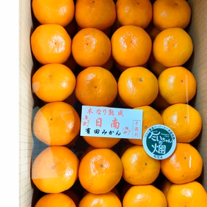 【数量限定】樹上熟成 有田みかん 夕やけみかん（Sサイズ・懐かしの甘さ）