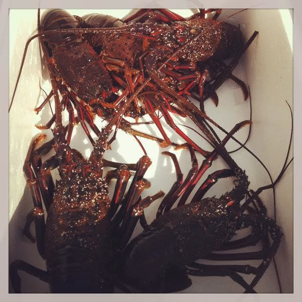 漁師直送　伊勢エビ 伊勢海老　ご家庭用なのでお安いです！！　